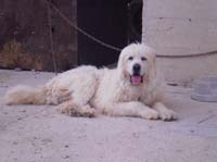 italian mastiff